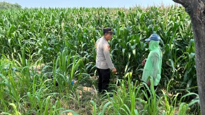 Kapolsek Kunjang Turun ke Sawah, Kawal Jagung Petani hingga Siap Panen