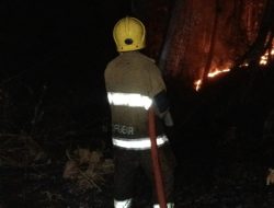 Lahan Jati Terbakar di Mojo Kediri, Damkar Bergerak Cepat, Api Berhasil Dipadamkan