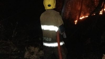 Lahan Jati Terbakar di Mojo Kediri, Damkar Bergerak Cepat, Api Berhasil Dipadamkan
