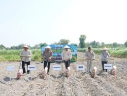 Hari Tani Nasional, Pemkab-Polres dan Petani Kediri Genjot Produksi Jagung