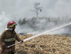 Lahan Tebu di Gogorante Terbakar, Api Meluas hingga 2 Hektare