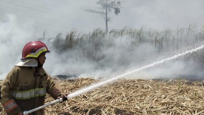 Lahan Tebu di Gogorante Terbakar, Api Meluas hingga 2 Hektare