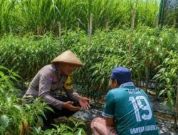 Polres Kediri Dorong Petani Kembangkan Cabai, Ketahanan Pangan Dimulai dari Desa