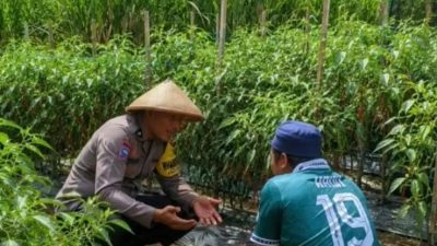 Polres Kediri Dorong Petani Kembangkan Cabai, Ketahanan Pangan Dimulai dari Desa