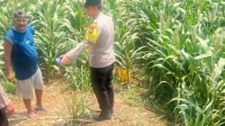 Polres Kediri Turun ke Sawah, Dorong Petani Optimalkan Budidaya Jagung