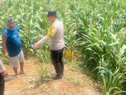 Polres Kediri Turun ke Sawah, Dorong Petani Optimalkan Budidaya Jagung