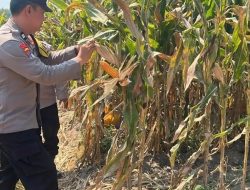 Dari Lahan ke Pasar, Polisi Bantu BUMDes Sumbercangkring Salurkan Hasil Panen Jagung